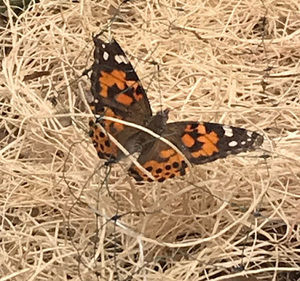 Meet your Posher, Sandra